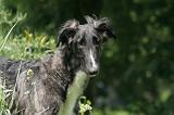 BARZOI 183
